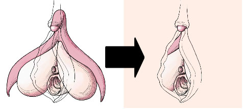 anatomie organe génital penis et vagin