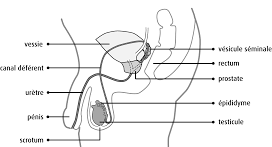 schéma zone du pénis
