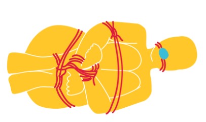 position-bdsm-attache-boule